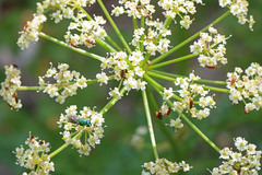 Ligusticum filicinum
