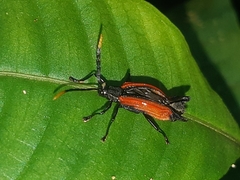 Sceloenopla