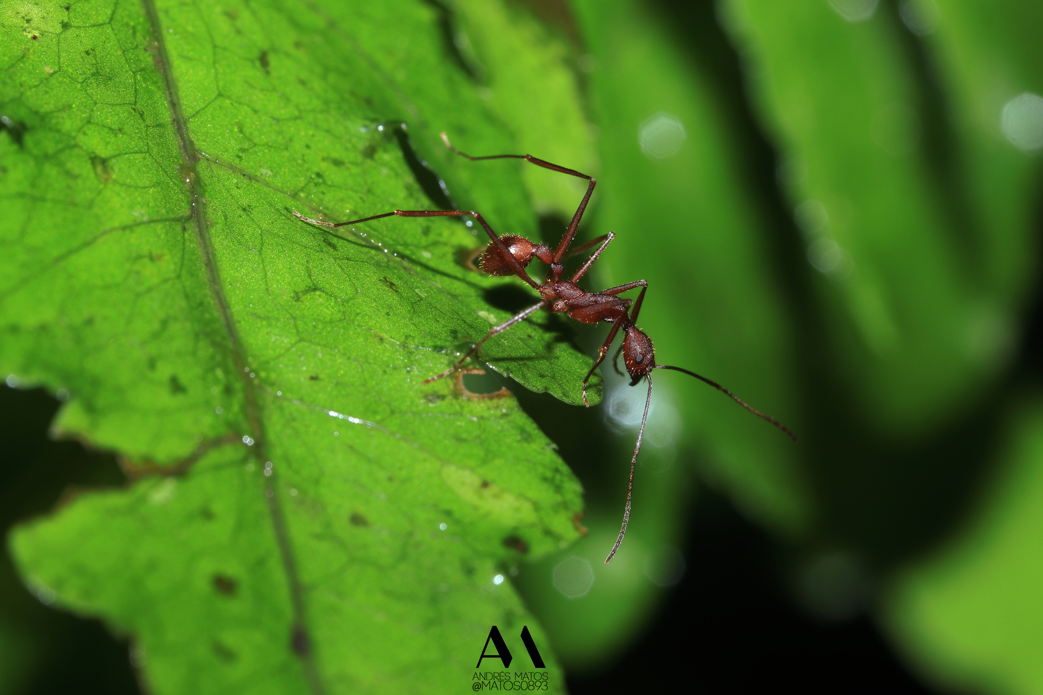 Aphaenogaster inermis
