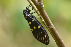 Gaeana maculata