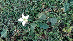 Jaborosa runcinata