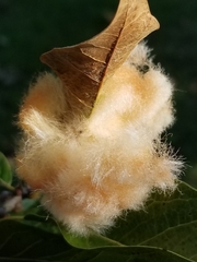 Neuroterus laurifoliae