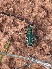 Cicindela tranquebarica parallelonota