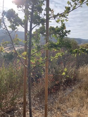 Quercus garryana