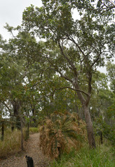 Lophostemon suaveolens