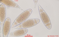 Bactridium ellisii