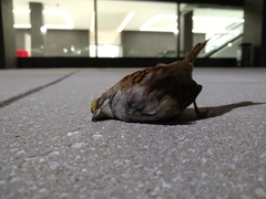 Zonotrichia albicollis