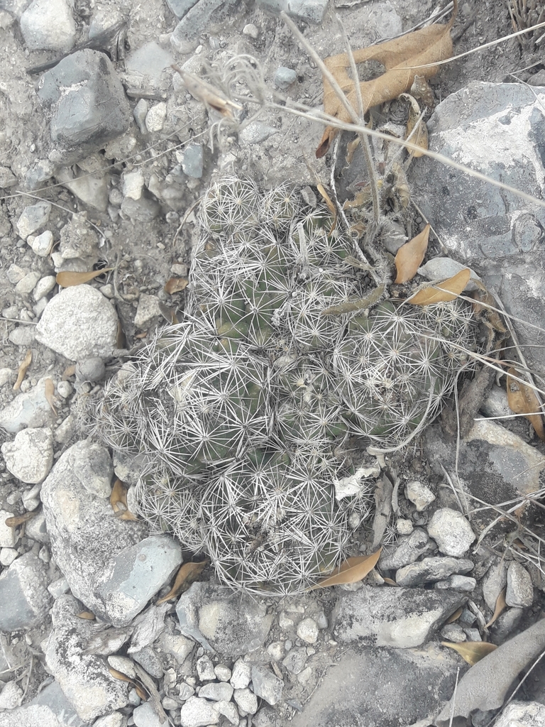 Coryphantha nickelsiae, Nuevo León, MX
