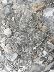 Coryphantha nickelsiae