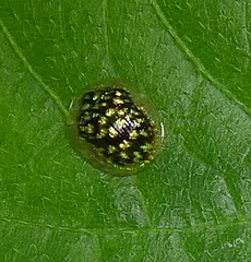 Cteisella guttigera