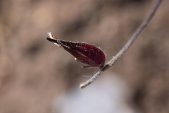 Cordylanthus nevinii