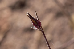 Cordylanthus nevinii