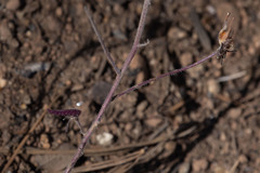 Cordylanthus nevinii