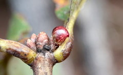 Andricus mamillaformis