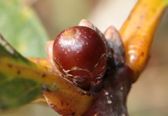 Andricus mamillaformis