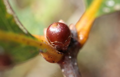 Andricus mamillaformis