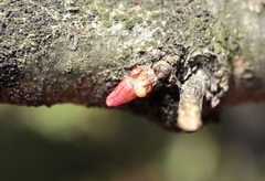 Andricus deciduatus