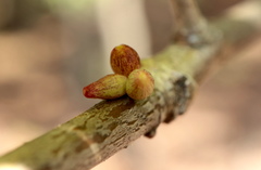 Andricus deciduatus