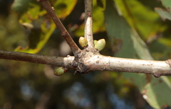 Andricus deciduatus