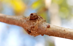 Andricus indistinctus