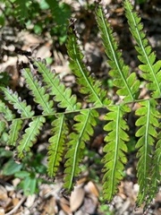 Anchistea virginica image