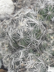 Coryphantha nickelsiae