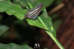 Euptychia