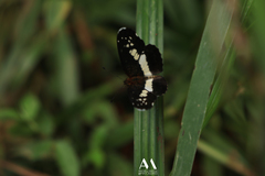 Castilia