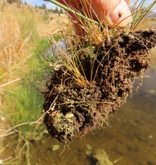 Eleocharis bella