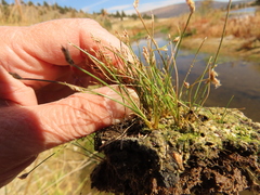 Eleocharis bella