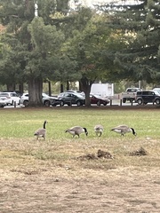 Branta canadensis