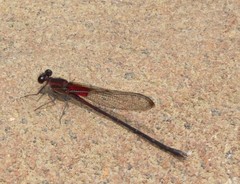 Hetaerina cruentata