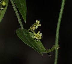 Orthosia