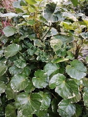 Polyscias scutellaria