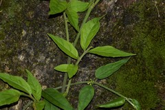 Orthosia