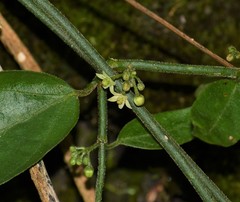 Orthosia
