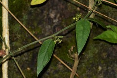 Orthosia