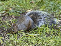Sciurus carolinensis