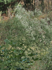 Eupatorium torreyanum