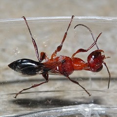 Ampulex ferruginea