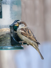 Passer domesticus