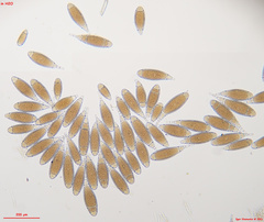 Bactridium ellisii