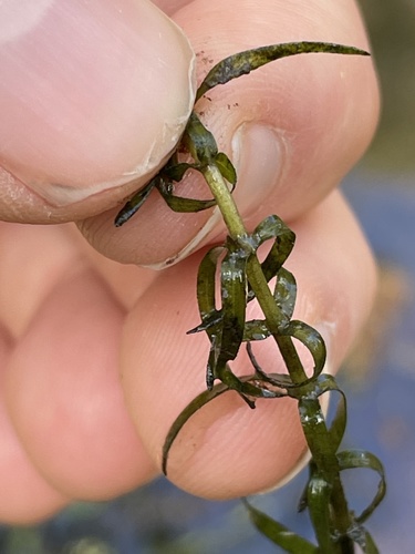 Elodea nuttallii iNat (1)