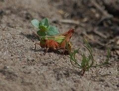 Chimarocephala pacifica