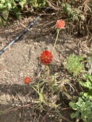 Gomphrena haageana