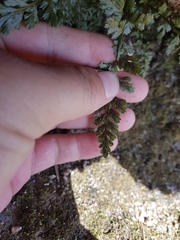 Asplenium altajense
