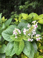 Pseuderanthemum maculatum