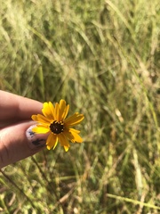 Coreopsis linifolia