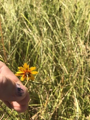 Coreopsis linifolia