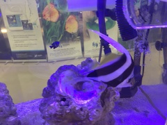 Neoglyphidodon oxyodon